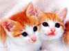 kittens (91.7 kb)