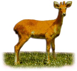 Sangai - the brow-antlered deer